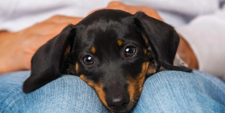 такса, собака такса