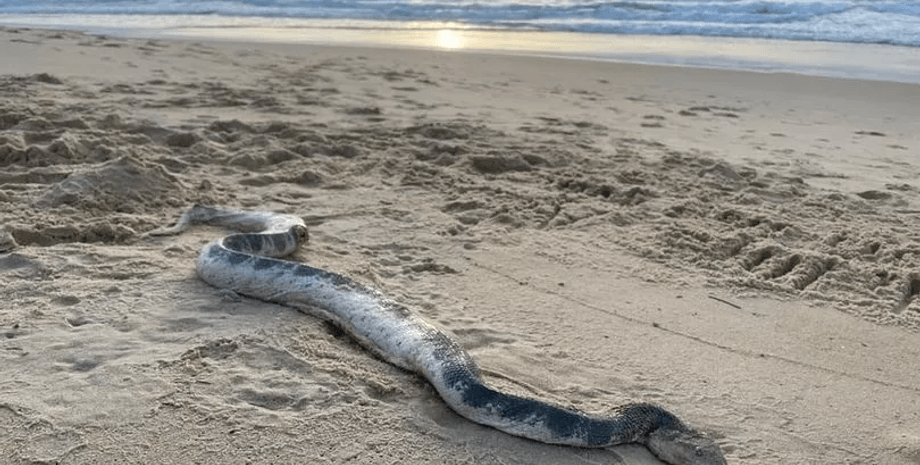 Величезна морська змія, морська змія, величезна змія, змія на пляжі, поранена змія, дірка в боці, ловці змій, "чудовисько"