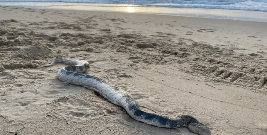 Величезна морська змія, морська змія, величезна змія, змія на пляжі, поранена змія, дірка в боці, ловці змій, "чудовисько"