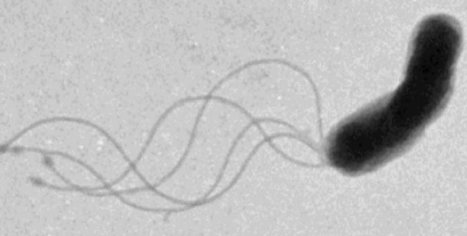 бактерии, жгутики бактерий