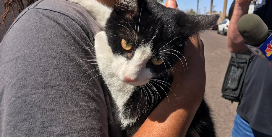 Фото: twitter.com/FOX10Phoenix