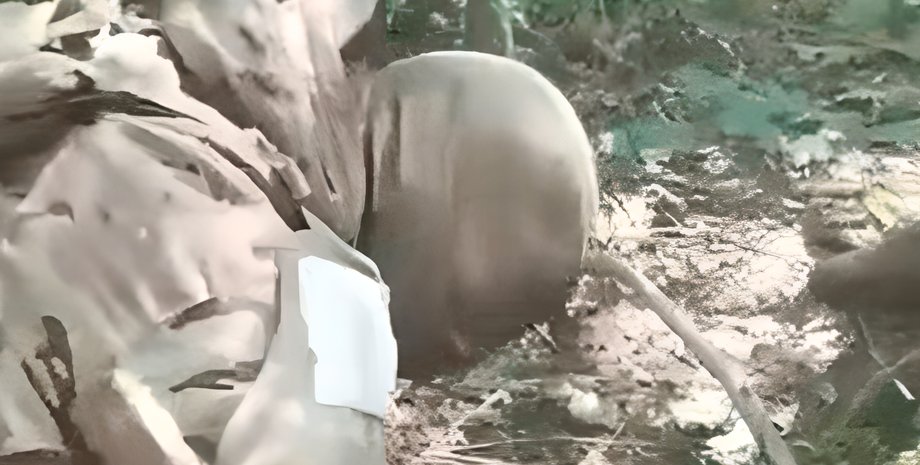 Обезглавливание, отрезали голову, убийство, жесткое убийство, ВСУ, ВС РФ, пленный