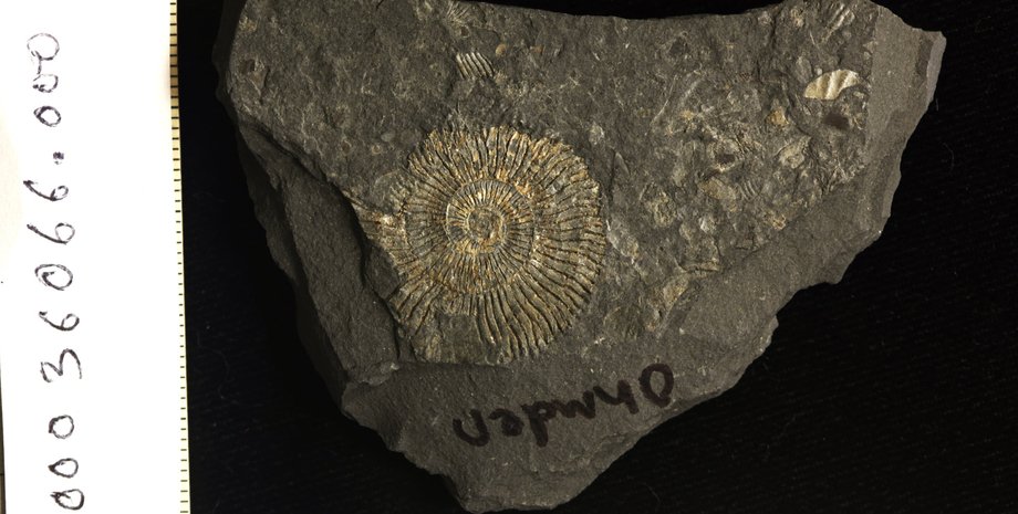 скам'янілості, сланці Посідонії, пірит, золотистий відтінок, мінерали, рання юра, морське життя, хімічний склад, фосфатні мінерали, аноксидні, оксигенація, виняткова збереженість