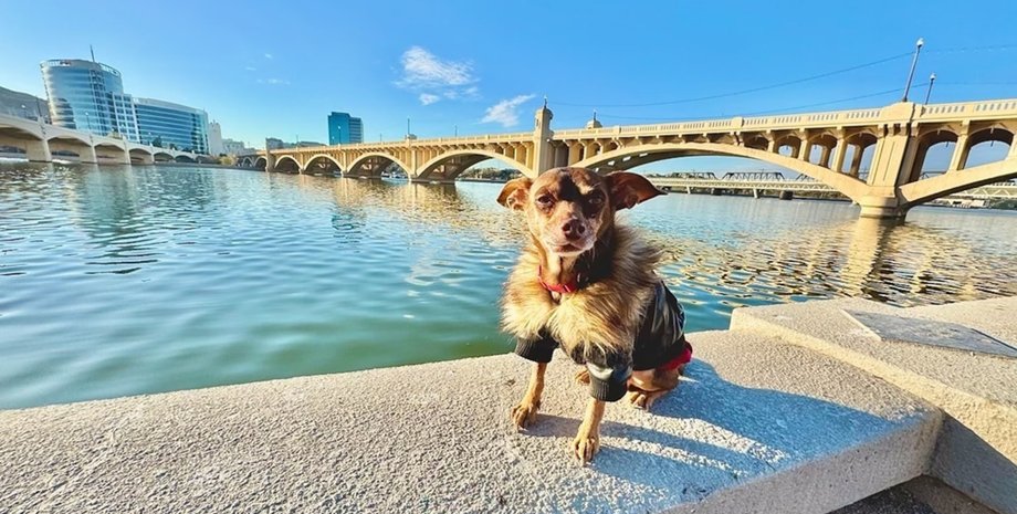 Собака вернулась к хозяину спустя 8 лет, собака, домашнее животное, пинчер, нашли собака, пропала собака,