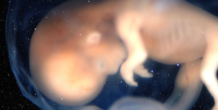 эмбрион, космос, звезды, фото