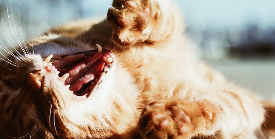 зевота, кот, зевающий кот