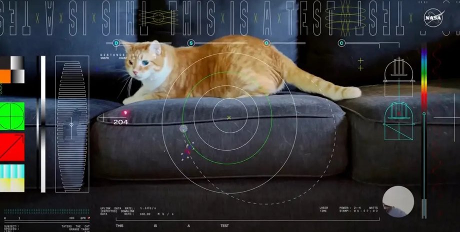 кот, кот на диване, диван