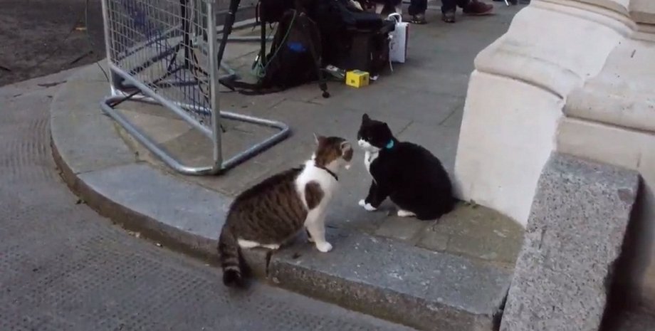 Фото: twitter.com/julieetchitv