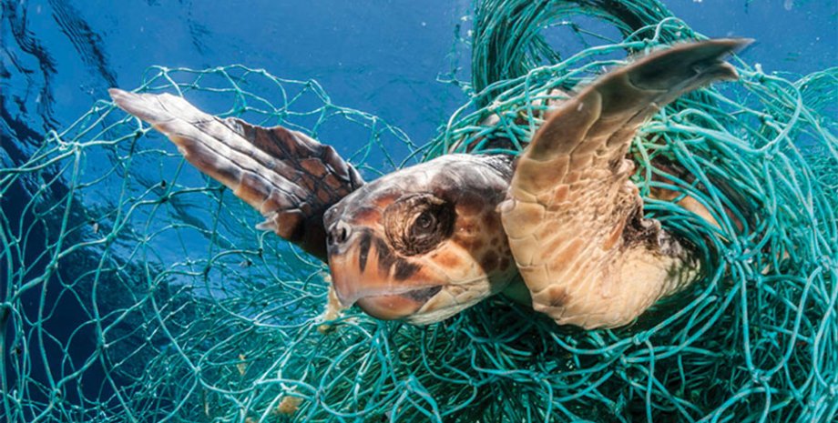 Фото: blueocean.net