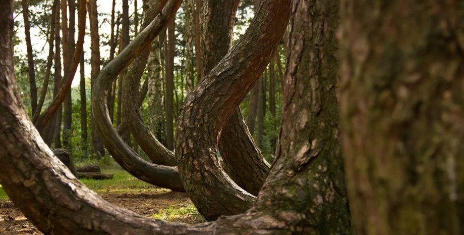 Это место известно как Кривой лес польша лес, кривой лес, кривой лес польша