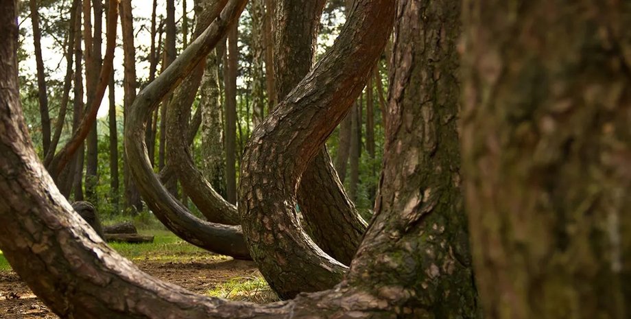 углеродный кредит, лес