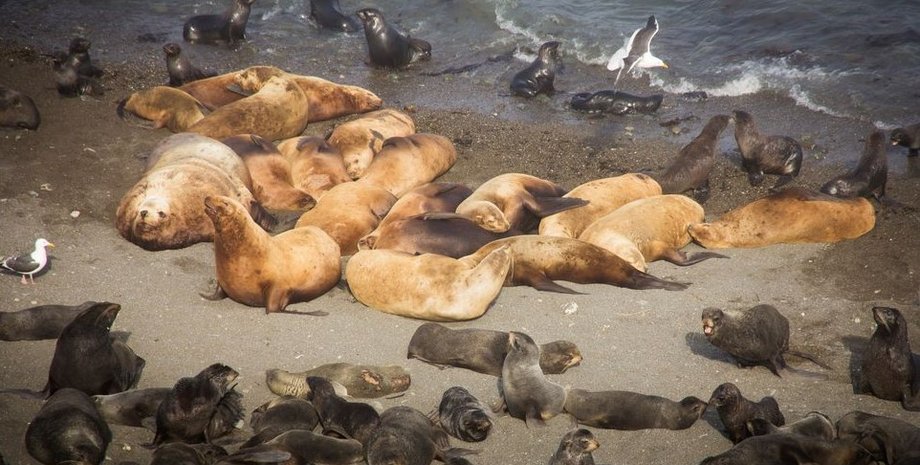 тюлени, морские котики, массовая гибель морских котиков, массовая гибель тюленей