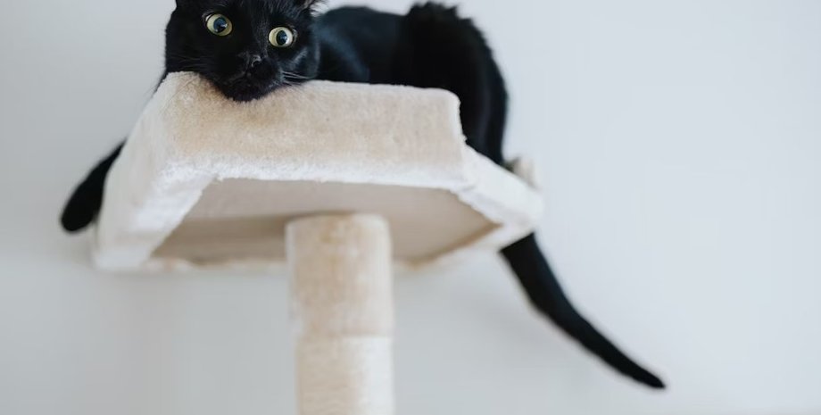 кошка, коты, коты скука