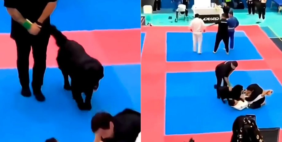 Подумав, що кривдять: собака кинувся "визволяти" хазяїна під час турніру з джиу-джитсу