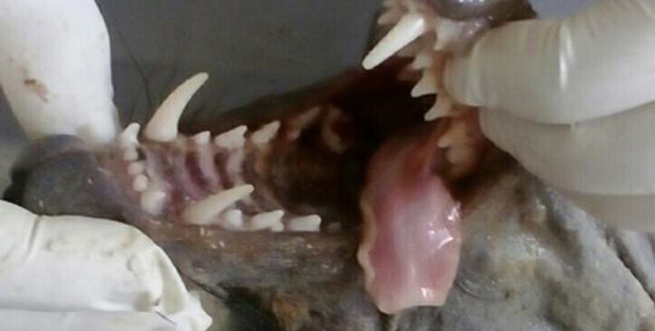 Фото: ukrinform.com