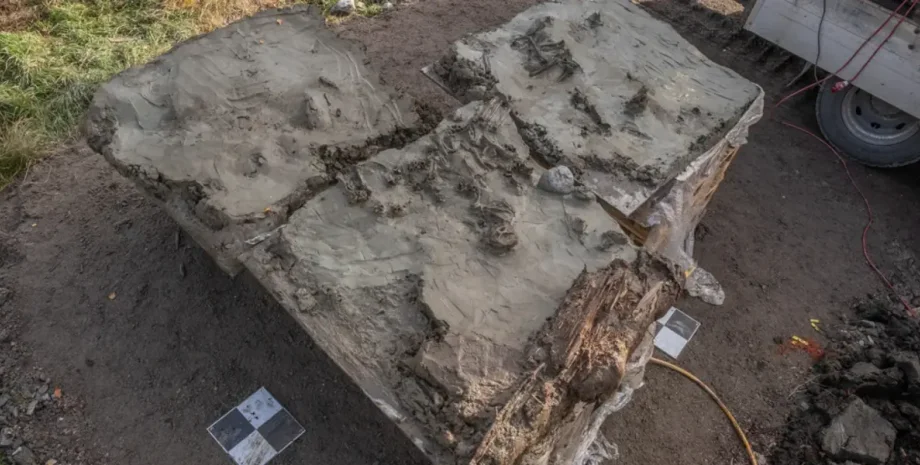 Вчені знайшли останки собаки