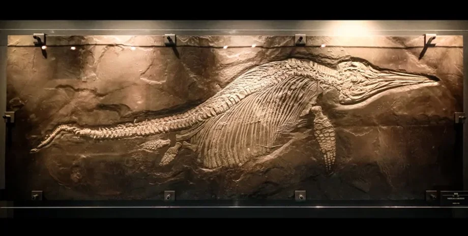 останки животных, окаменелость, палеонтология, находка, археология