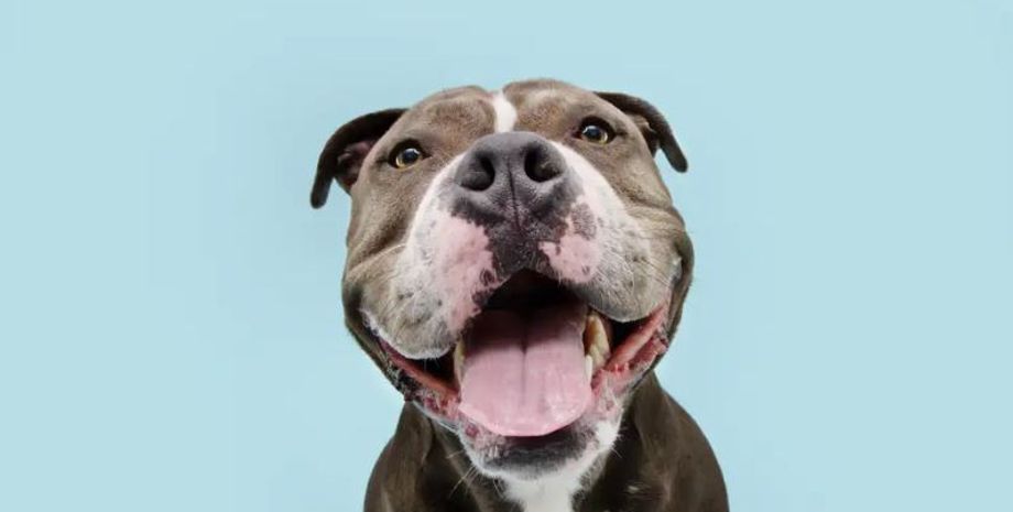 собаки, сльози собак