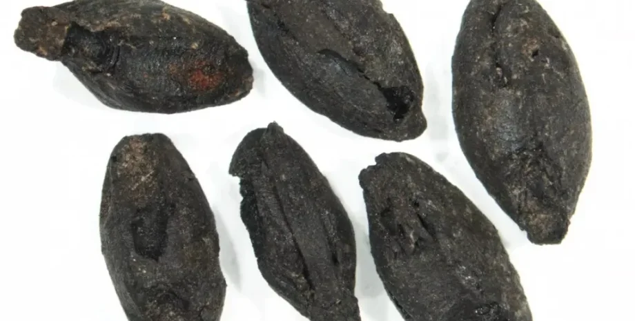 стародавні греки, пивоваріння, споживання пива, археологічні знахідки, історія Греції, доісторична Греція, бронзовий вік, вино, відкриття, розкопки, дослідження, артефакти