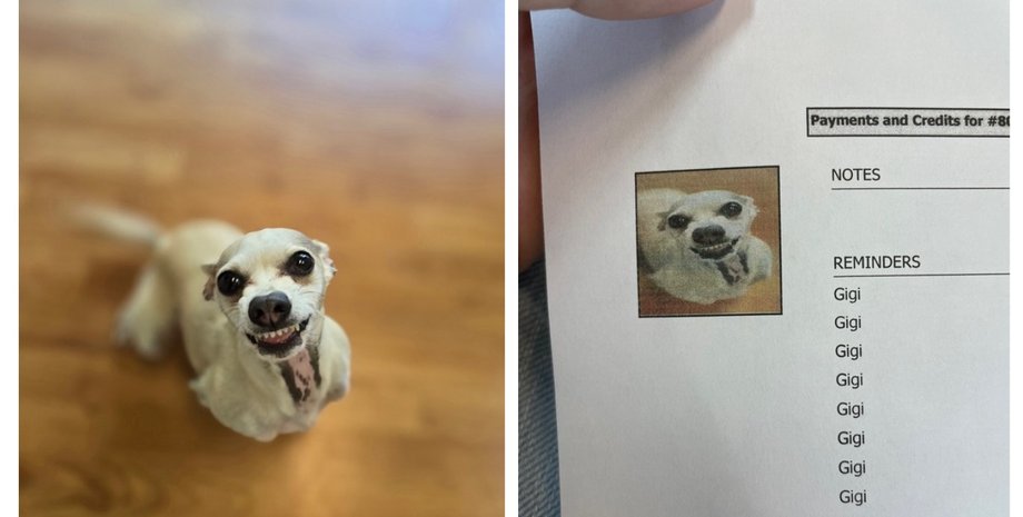 Владелец собаки увидел паспорт любимца: разница с реальностью рассмешила сеть