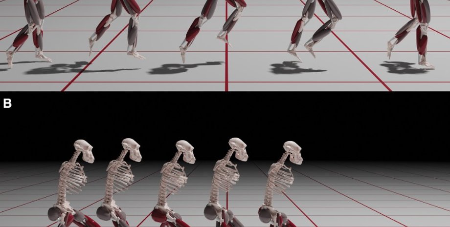 австралопитек