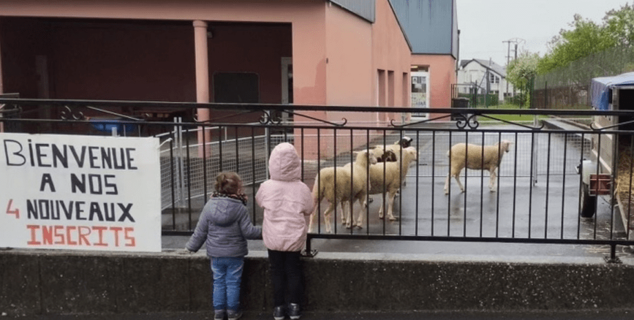 Во Франции овцы будут учиться с детьми, овцы, животные, школа, учебное заведение, протест родителей, мэр города
