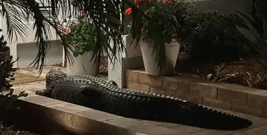 Аллигатор, аллигатор у входной двери, крокодил, курьезы, опасное животное, аллигатор хотел залезть в дом, полиция, пруд, стоял перед дверью