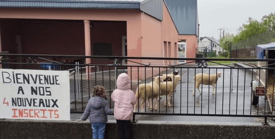 Во Франции овцы будут учиться с детьми, овцы, животные, школа, учебное заведение, протест родителей, мэр города