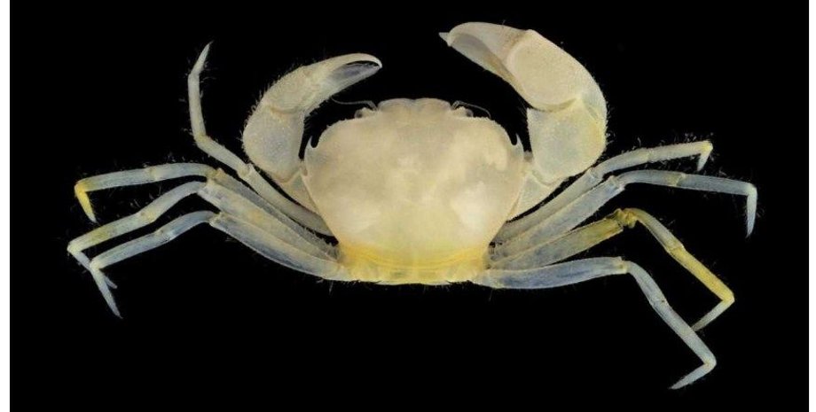 Краб Harryplax severus / Фото: Jose C.E. Mendoza