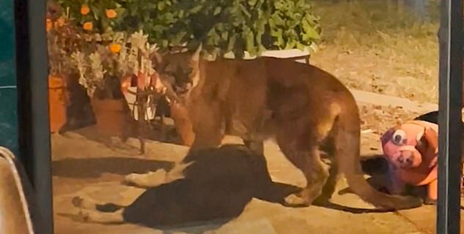 Гірський лев