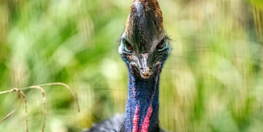 южный казуар, птица казуар, опасный казуар