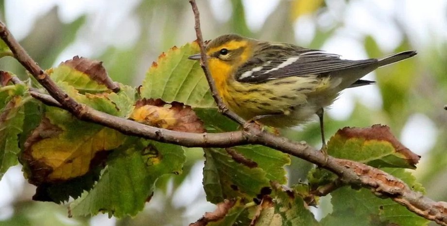 Блекбернська славка, бердвотчинг, бердвотчери, орнітологія, орнітологи-аматори