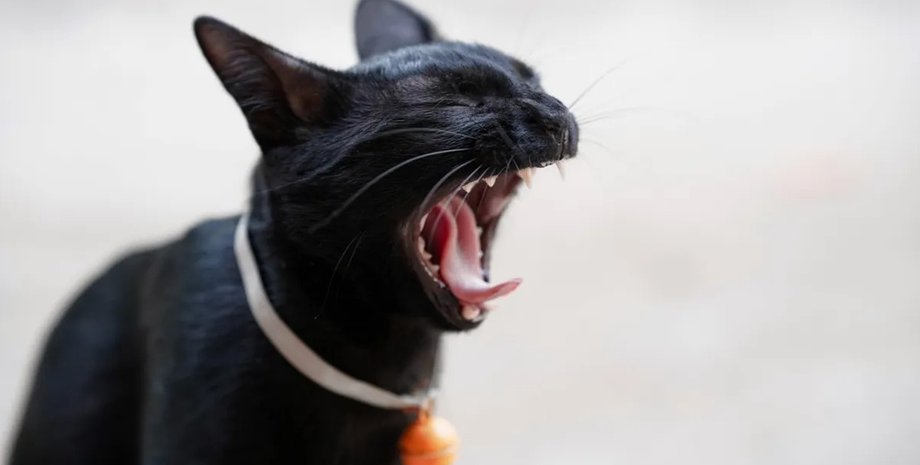 Кот, порода котов, домашнее животное