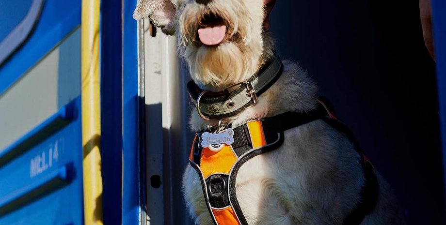 собака николь, николь, николь УЗ, николь укрзалізниця, николь укрзализныця