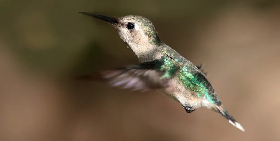 колібрі, колібрі бджілка, найменший птах
