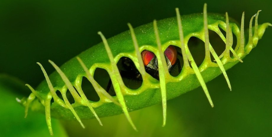 Венерина мухоловка, мухоловка венеры, мухоловка, смартфон, сингапурские ученые, исследование