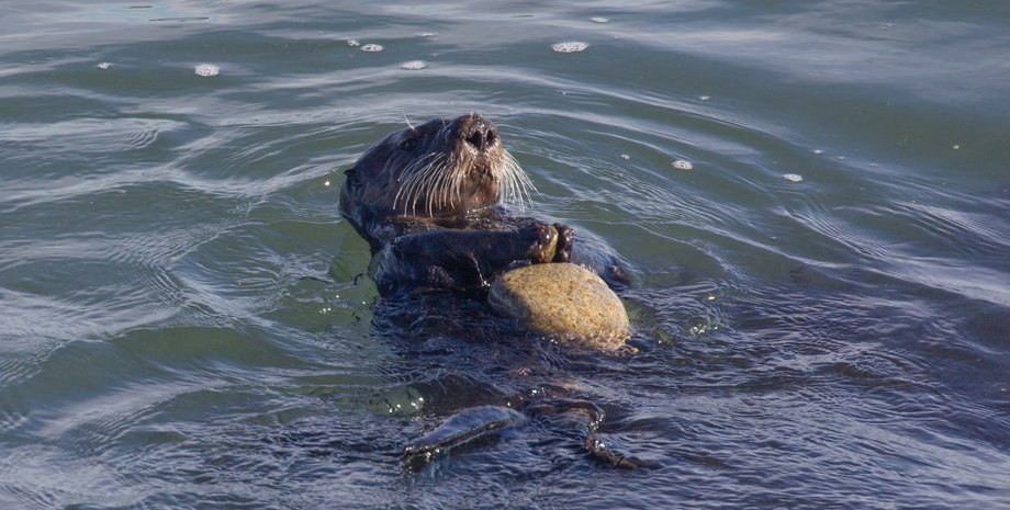 калан, охота калана