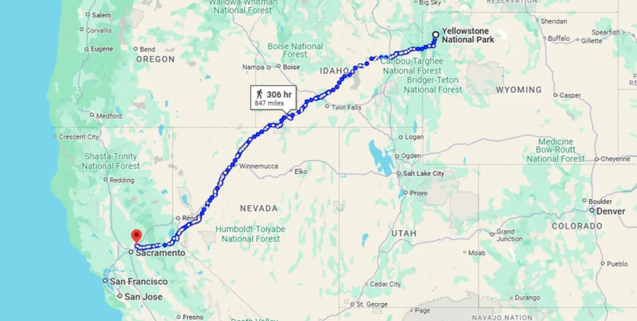 Самый отважный кот в мире преодолел 1450 км кот, путешествие кота
