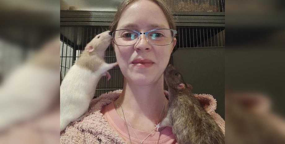 Отель для грызунов, британка, Британия, курьез Британия, отдых грызуны, мыши отель, крысы отель, отель для крыс