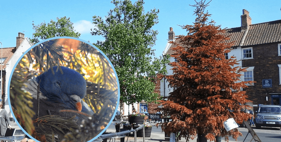 Городская елка, голуби, гнездо, елка, дерево, Рождество, новый год, город, городской совет,