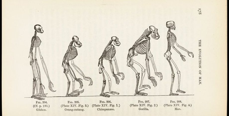 эволюция, люди произошли от обезьян, общий предок, шимпанзе, человекообразные обезьяны, Homo sapiens, ошибочные представления об эволюции, линейная прогрессия, Дерево жизни, сходство ДНК, ископаемые останки, гоминиды