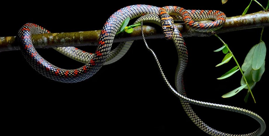 літаюча райська деревна змія, що літає