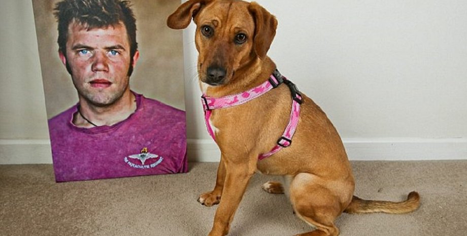 пес, афганістан, військовий