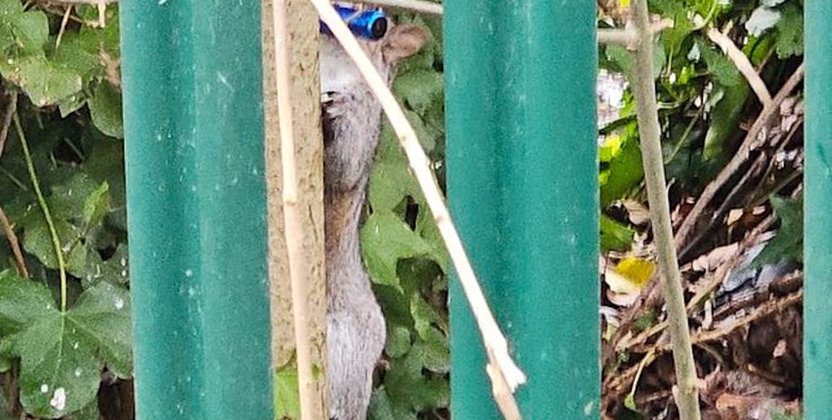 білка з електронною сигаретою