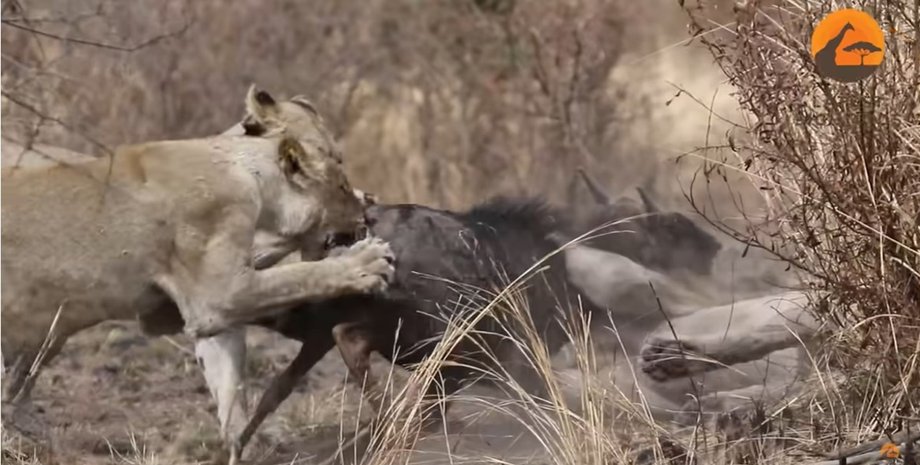прайд, леви, антилопа гну, полювання