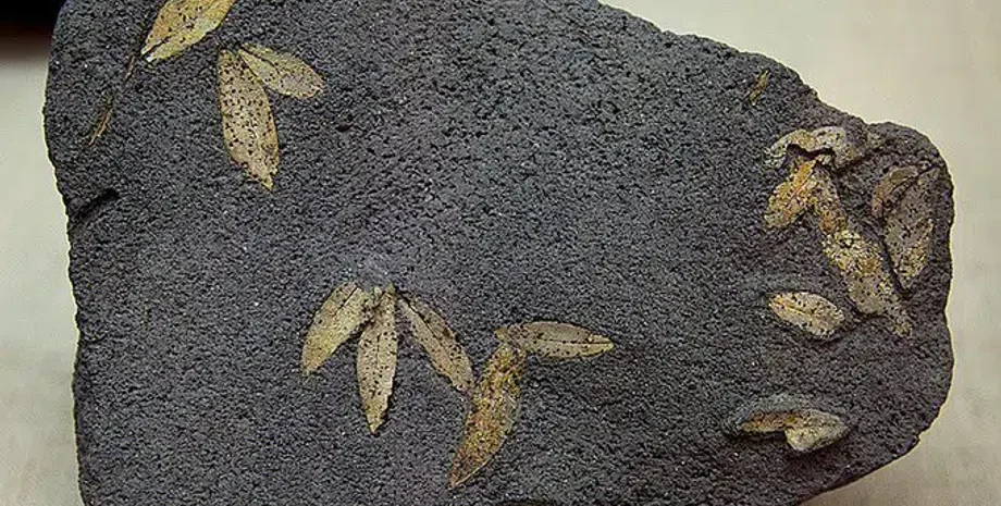 Окаменелости оливковых листьев Санторини, Древние окаменелости растений, Сокровища минойской цивилизации, Греческие археологические находки, Ботаническая история Эгейского моря, Ботаническая история Эгейского моря