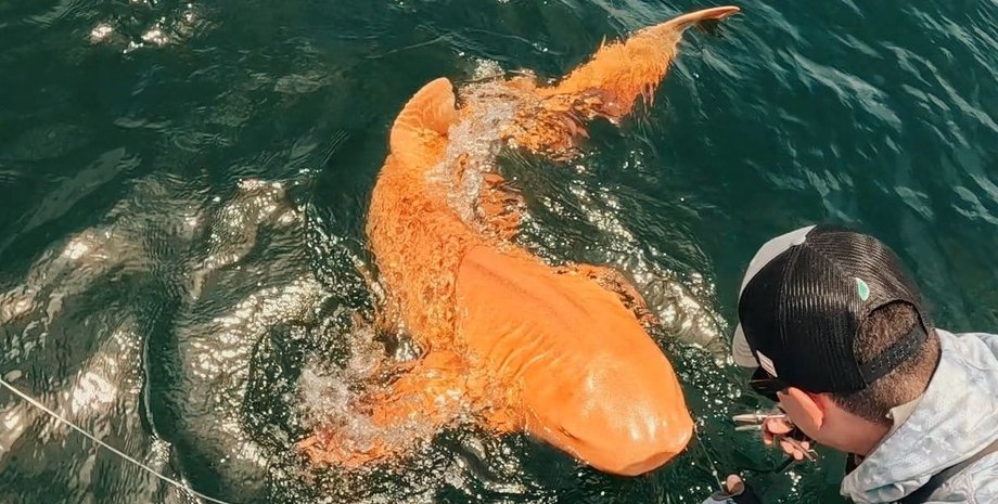 унікальна акула нянька