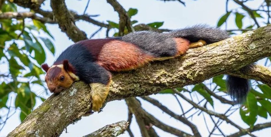 гигантская белка, гигантская индийская белка