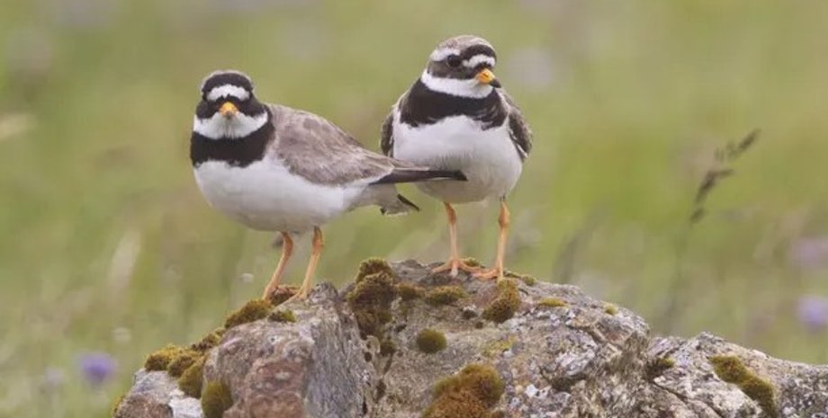 птицы, разводы птиц