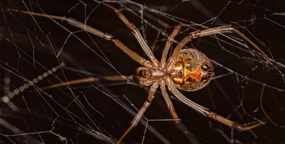 дослідження, наука, павук, павуки, вчені, еволюція